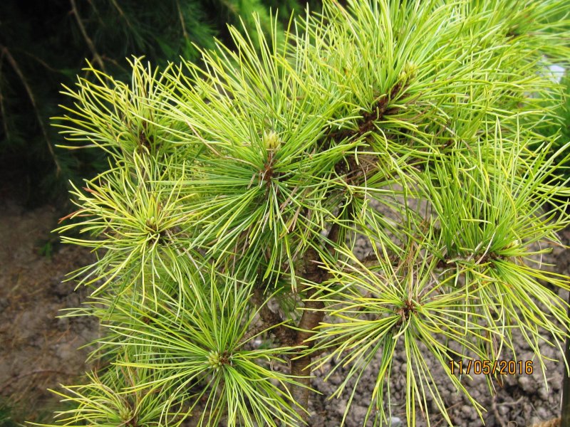 Pinus peuce ‘Cesarini’