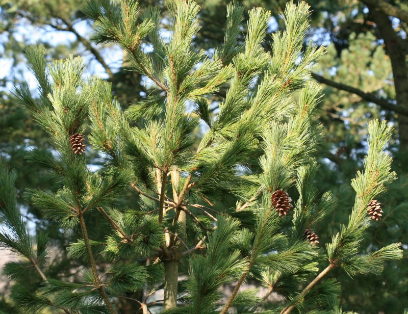 Pinus peuce Barentatze