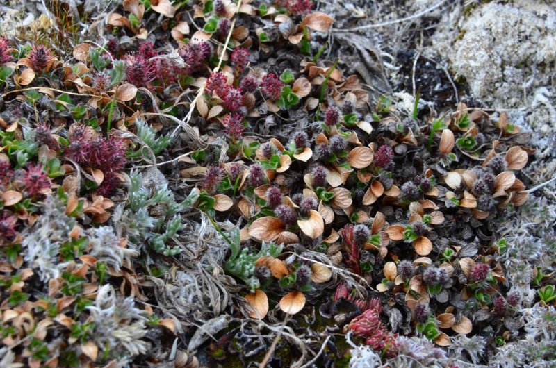 Salix phlebophylla