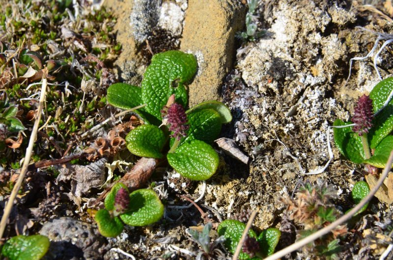 Ива Salix reticulata