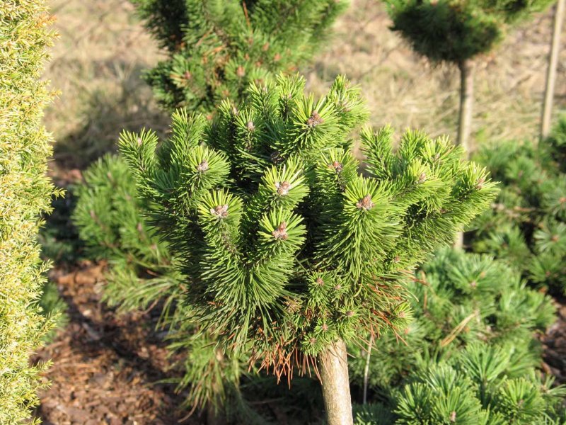 Pinus pumila 'Kalsnava Beauty'