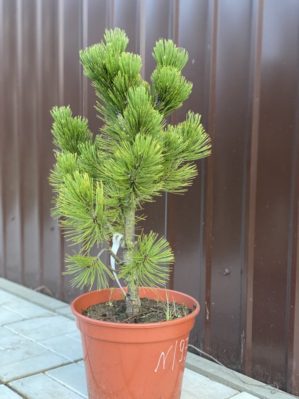 Pinus peuce ‘Cesarini’