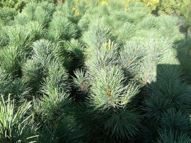 Pinus heldreichii 'Aureospicata'