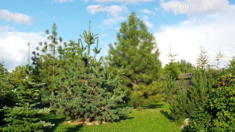 Лиственница Сибирская на участке