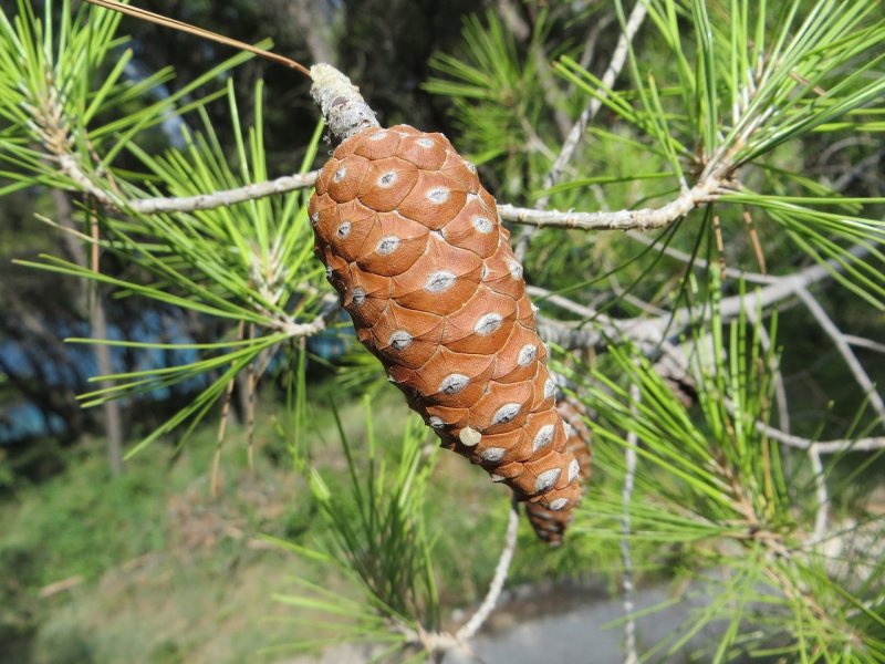 Pinus peuce Raubold