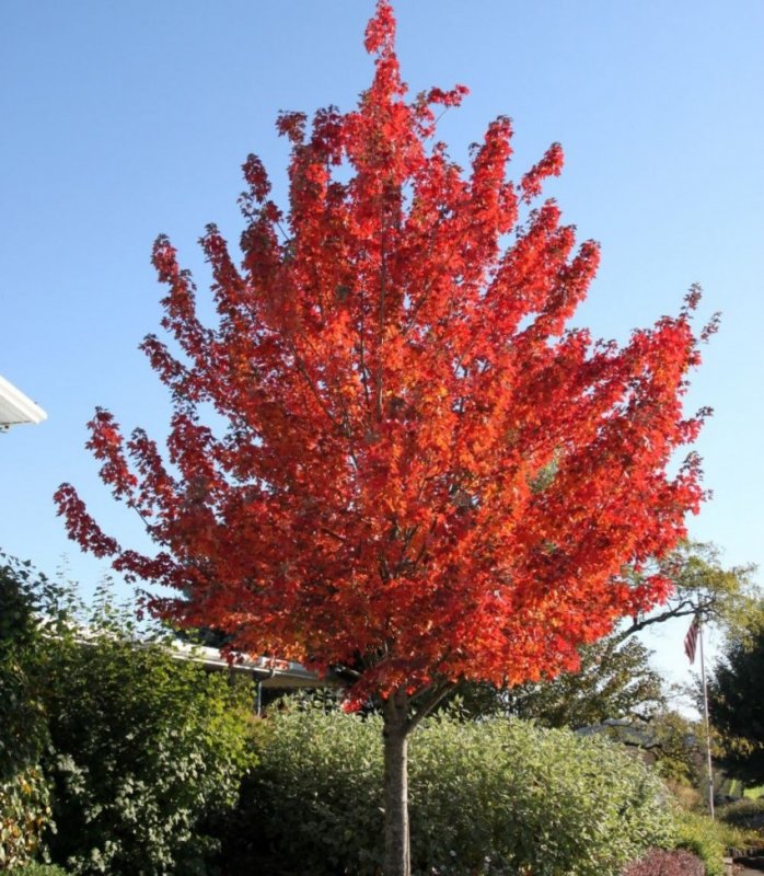 Acer rubrum (клен красный) 'Red Sunset'