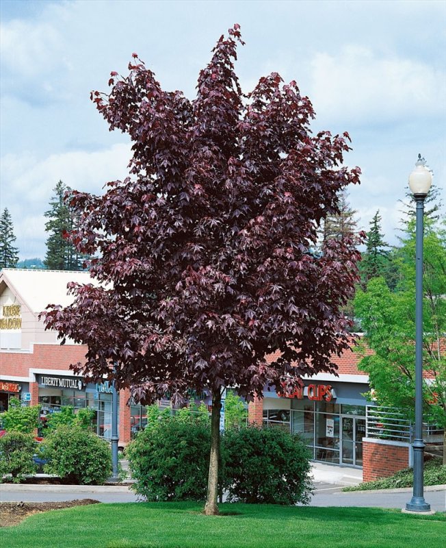 Acer platanoides 'Royal Red'
