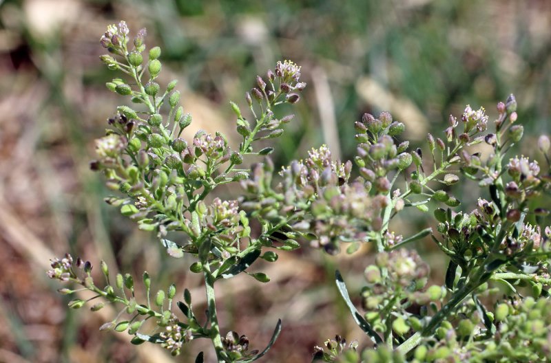 Lepidium ruderale