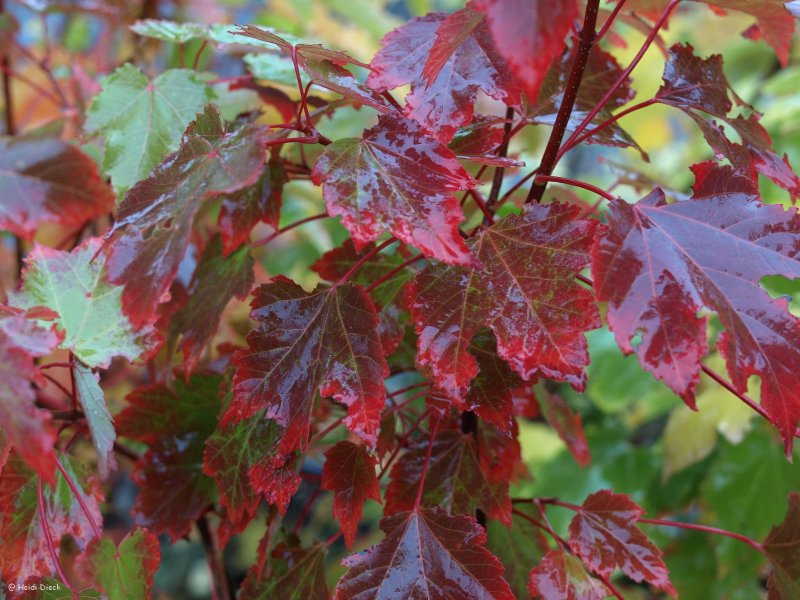 Клен красный (Acer rubrum) October Glory