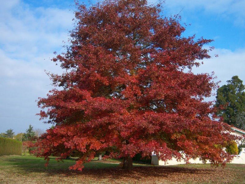 Дуб красный Quercus rubra