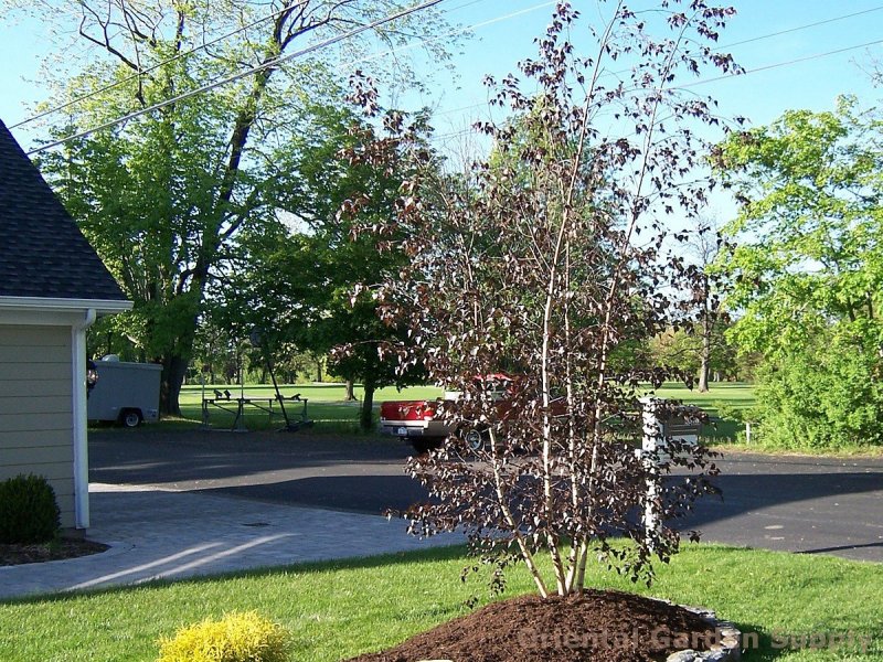 Acer palmatum Fireglow