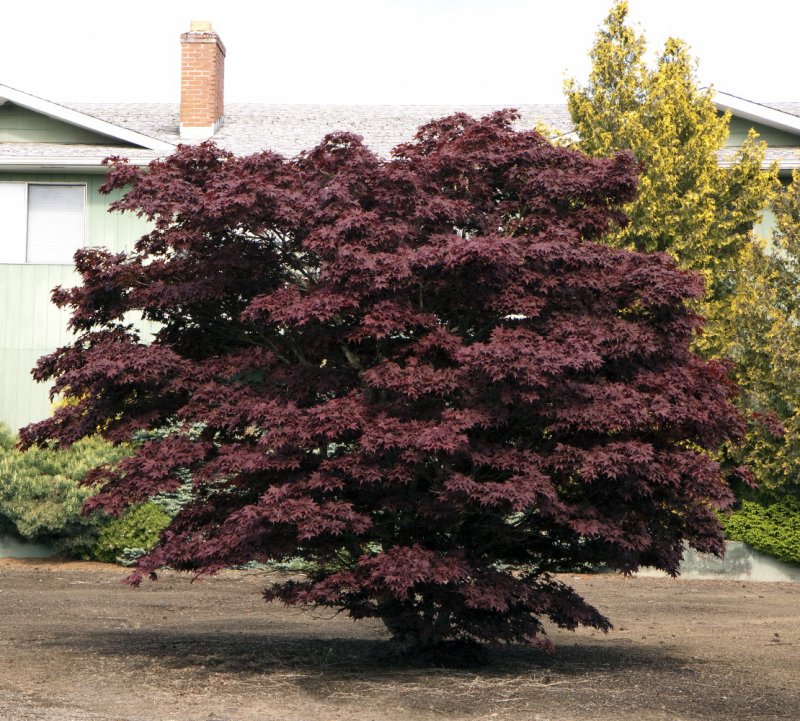 Клен Acer palmatum Bloodgood