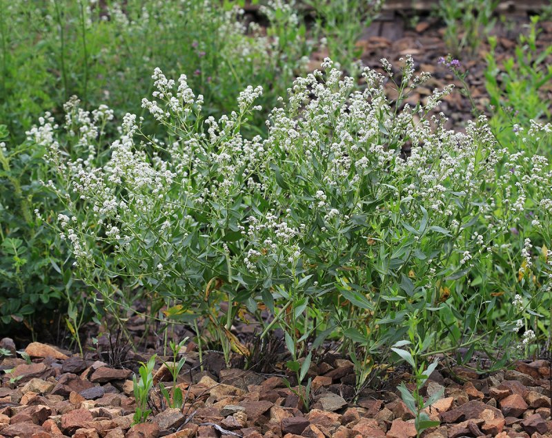 Lepidium crassifolium