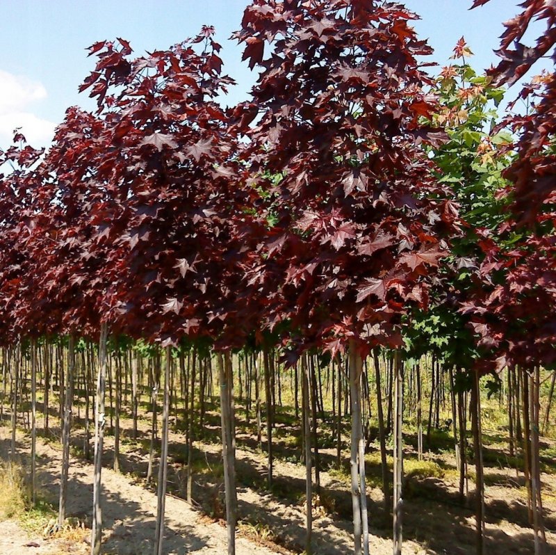 Клен остролистный Acer platanoides Royal Red