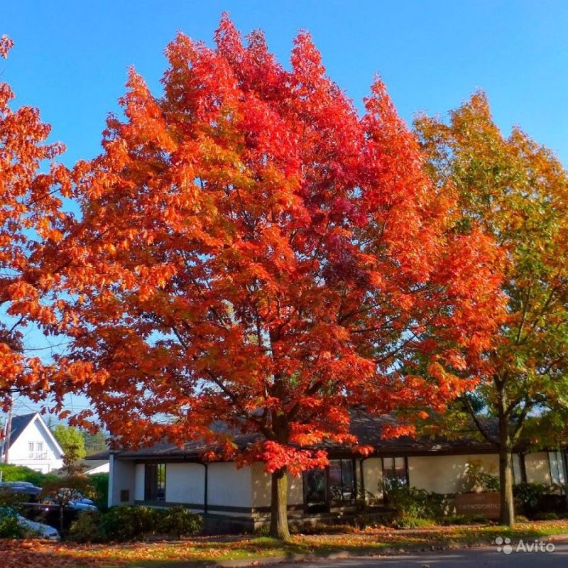 Дуб красный Quercus rubra