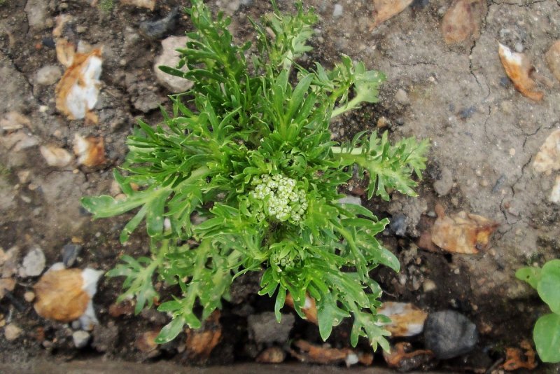 Клоповник сорный Lepidium ruderale
