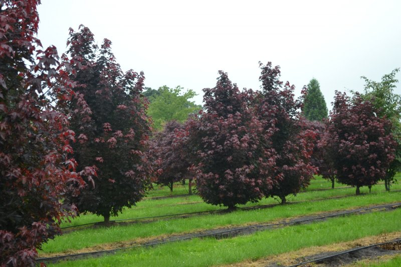 Acer platanoides 'Crimson Sentry'