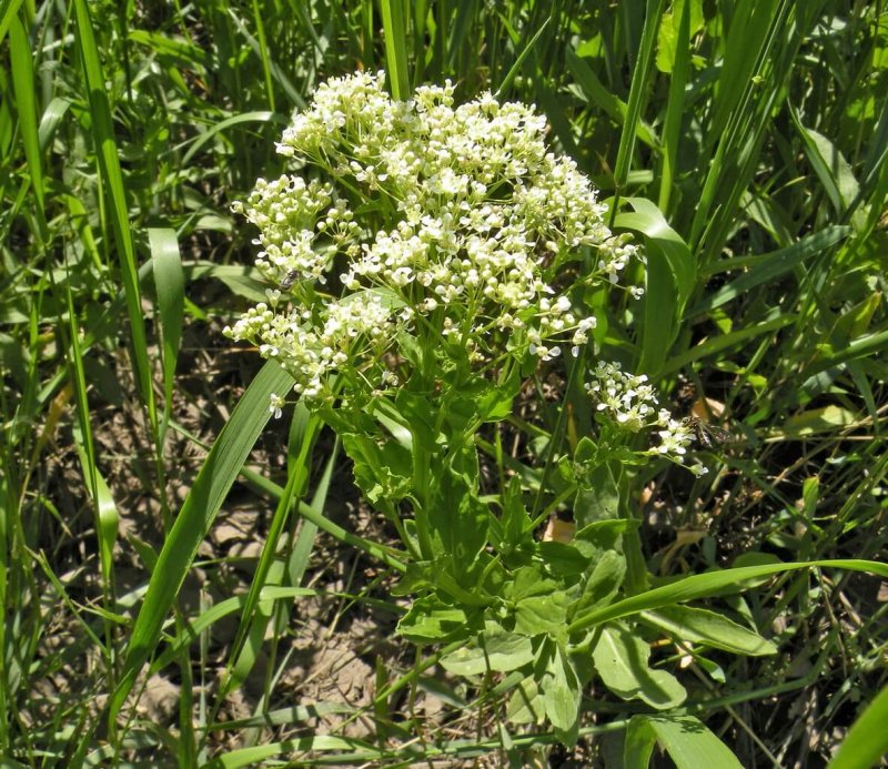 Lepidium perfoliatum