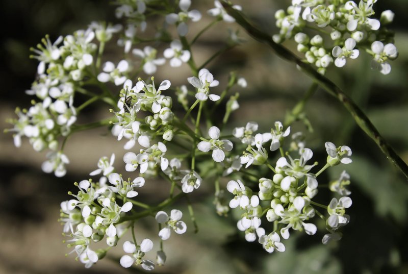 Lepidium ruderale