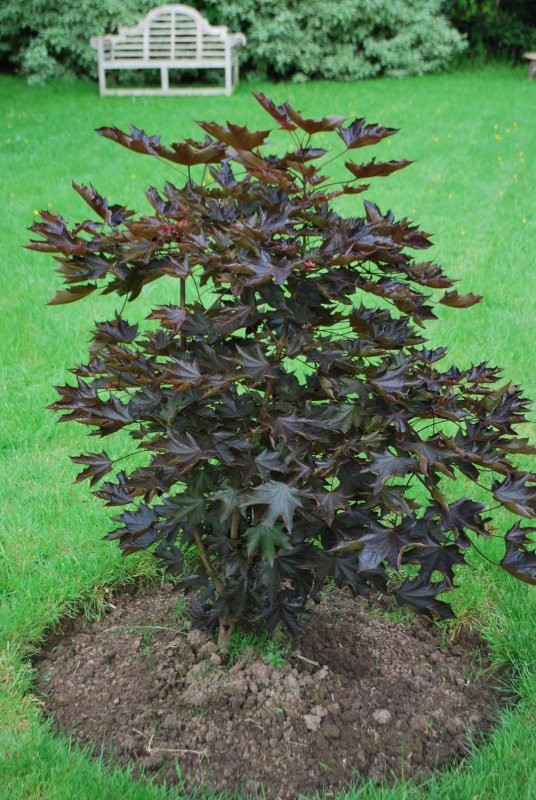 Acer platanoides 'Crimson Sentry'