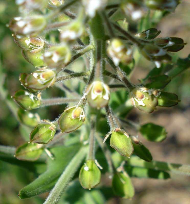 Кардария крупковая - Cardaria Draba.