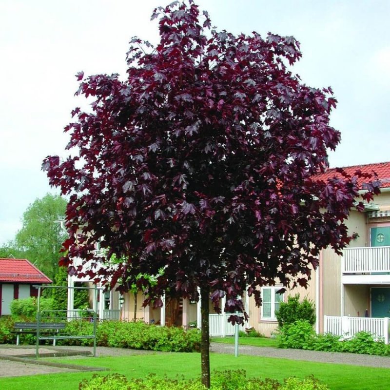 Клен остролистный Acer platanoides Royal Red