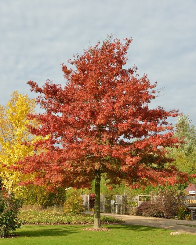 Дуб красный Quercus rubra
