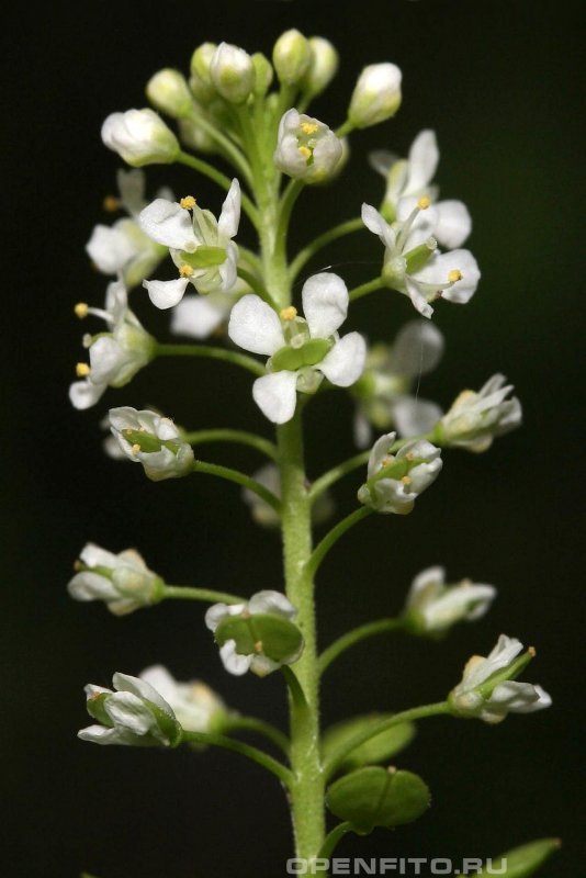 Lepidium perfoliatum
