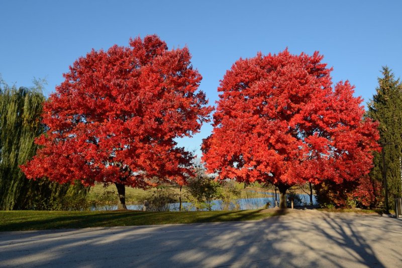 Клен красный Брендивайн Acer rubrum Brandywine