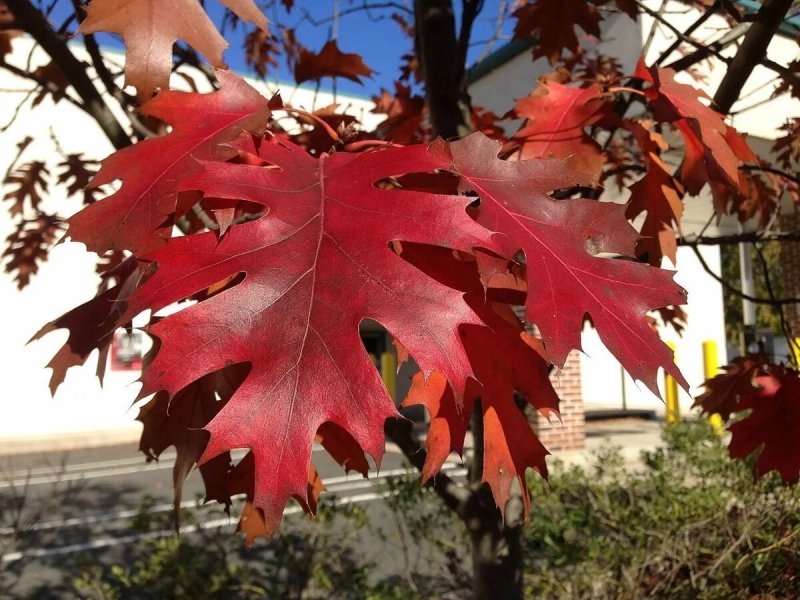 Дуб красный Quercus rubra