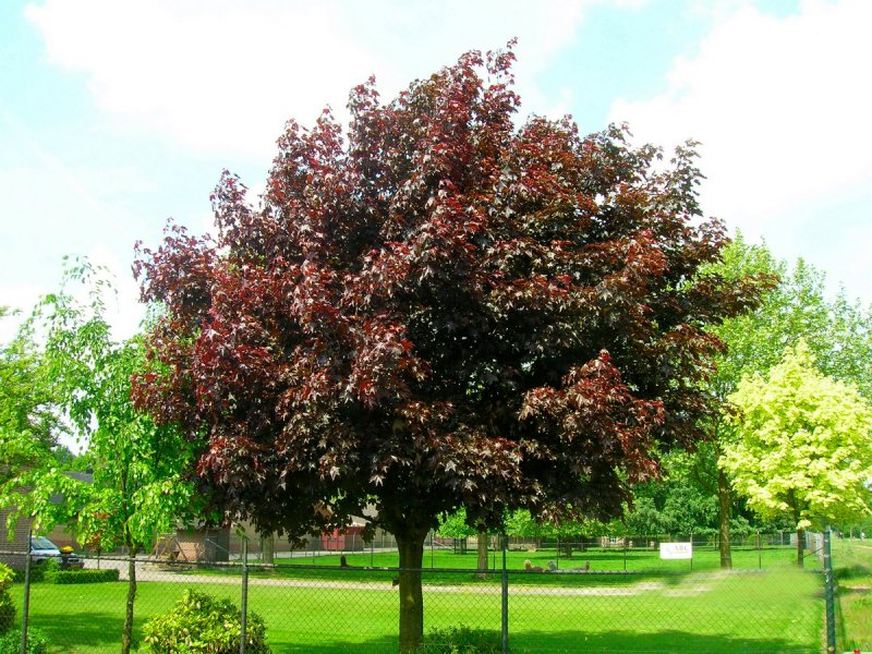 Клен остролистный Acer platanoides Royal Red