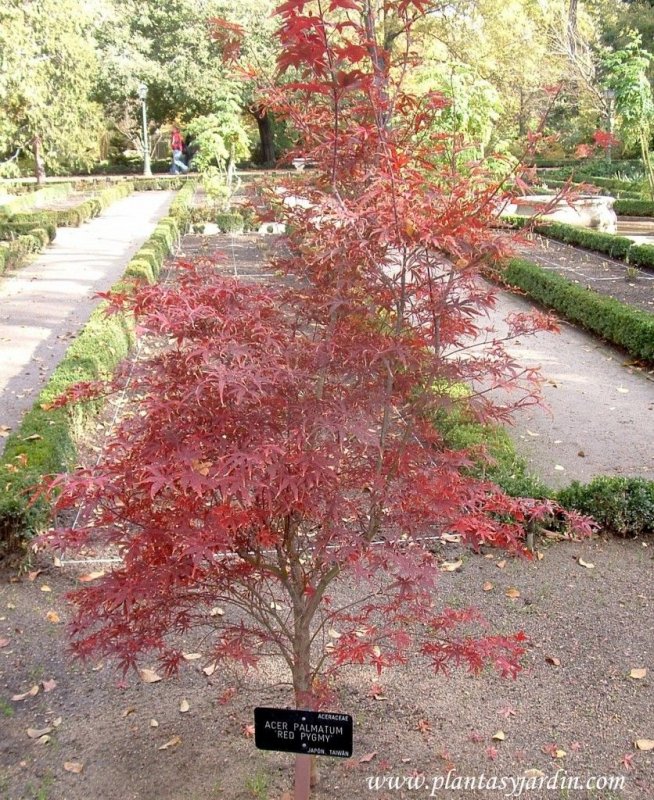 Acer palmatum Red Pygmy