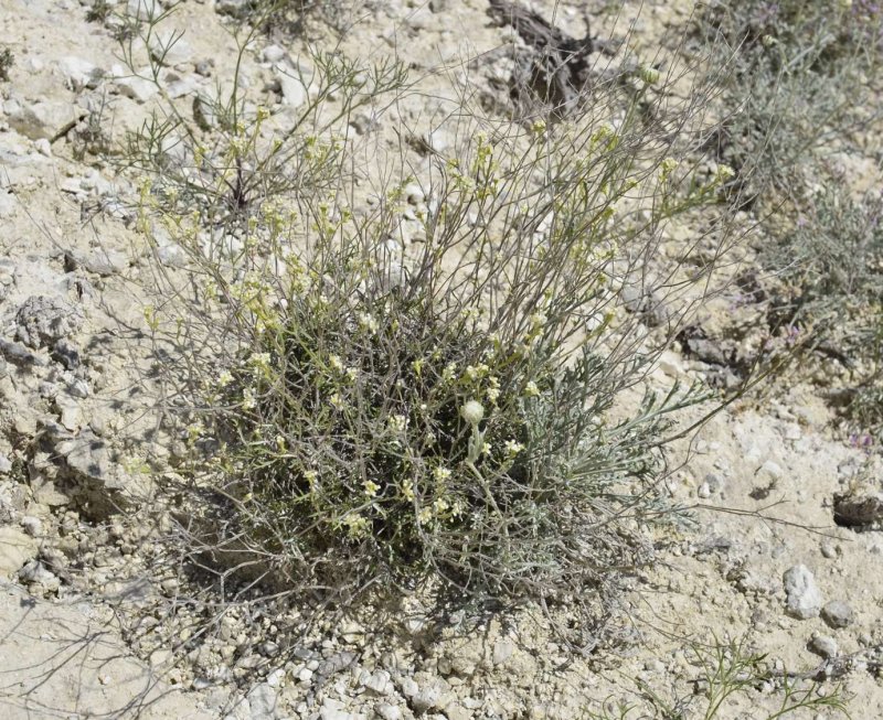 Lepidium ruderale