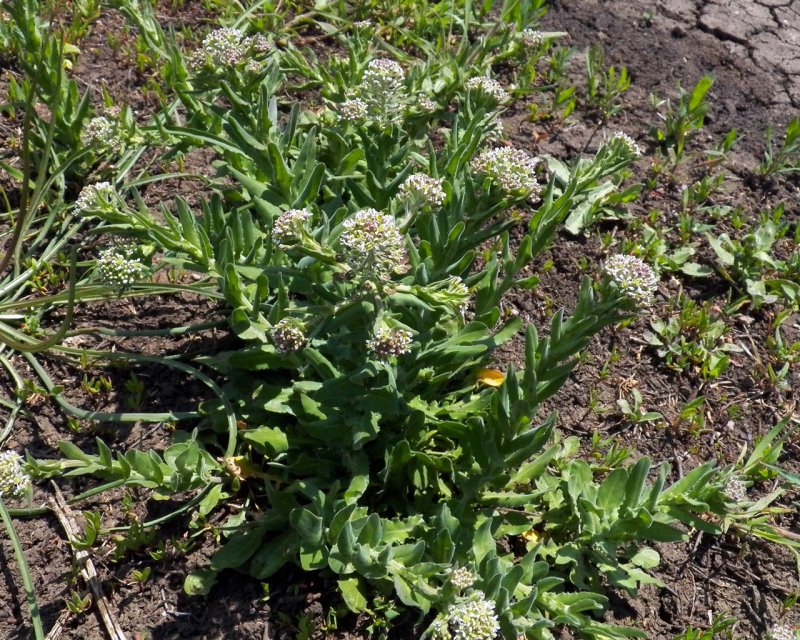 Клоповник Lepidium ruderale