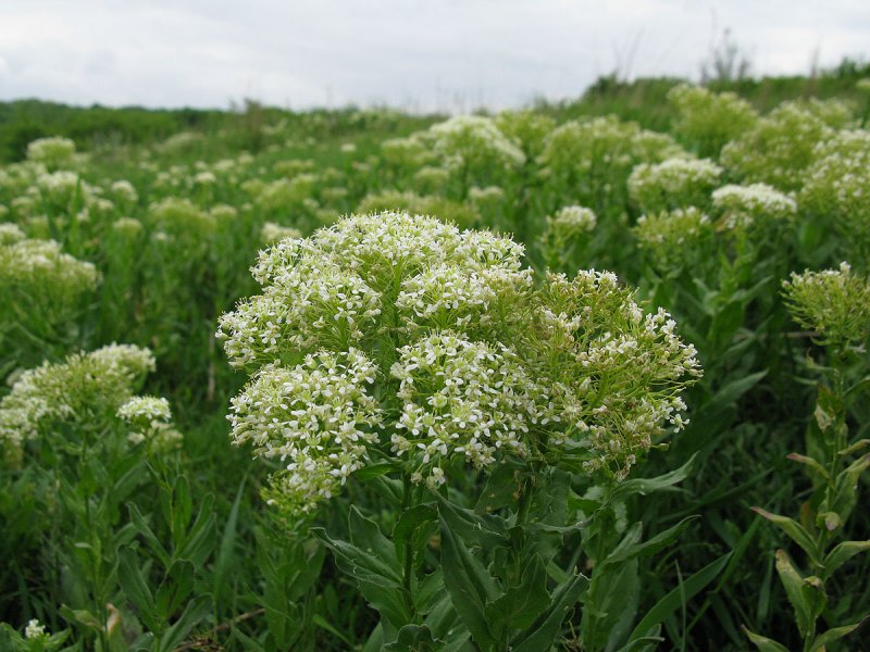 Lepidium latifolium плоды