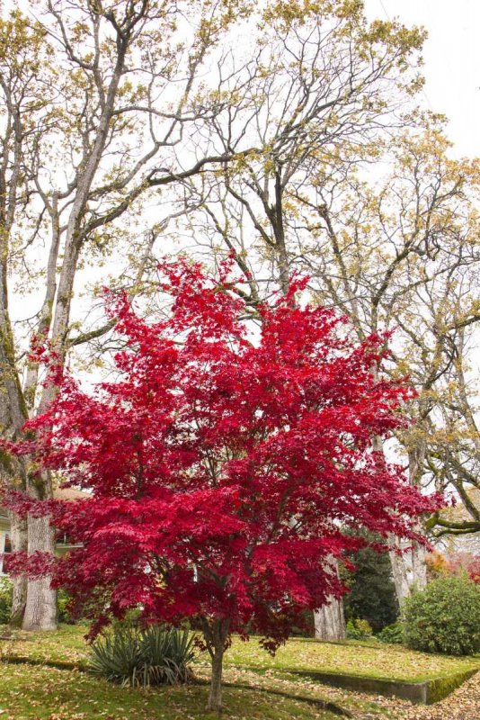 Acer palmatum 'Bloodgood'