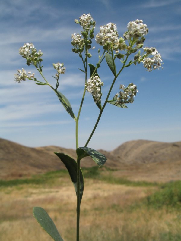 Lepidium ruderale