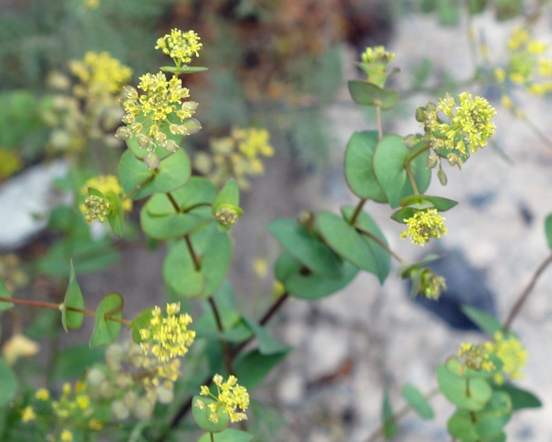 Lepidium apetalum