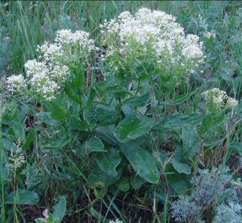Клоповник посевной Кресс-салат