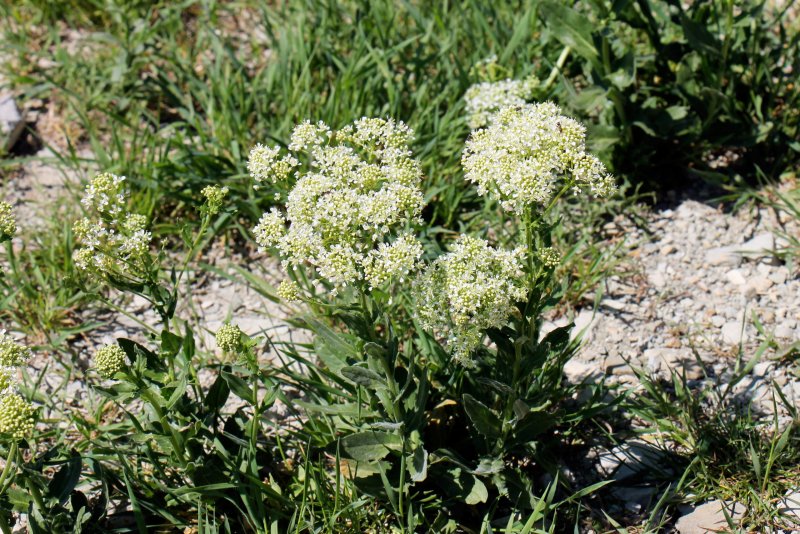 Lepidium Draba растение