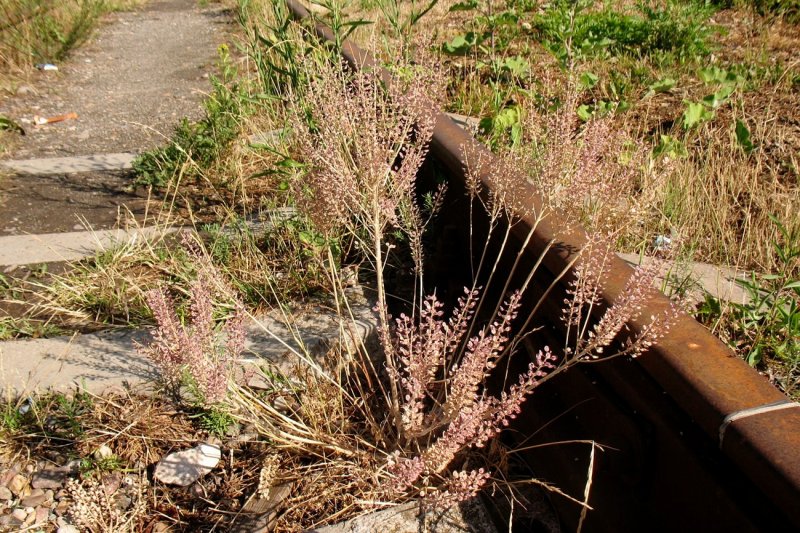 Клоповник широколистный (Lepidium latifolium)
