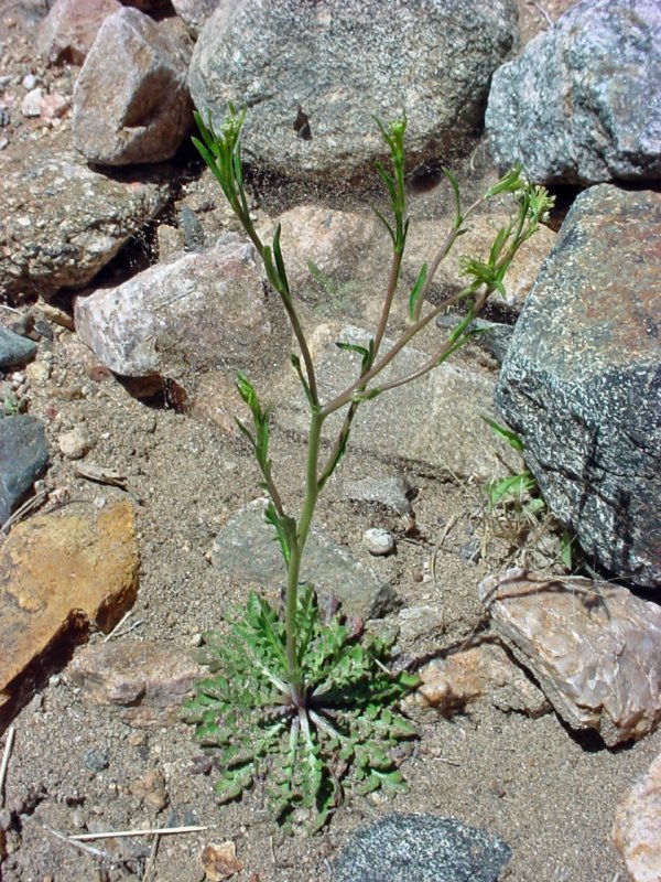 Lepidium Campestre клоповник полевой