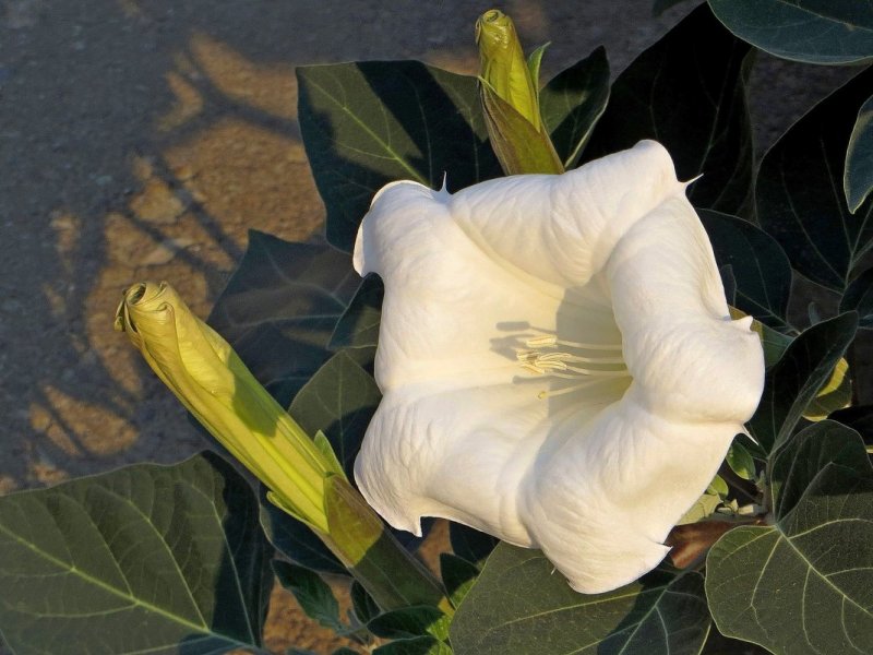Datura дурман