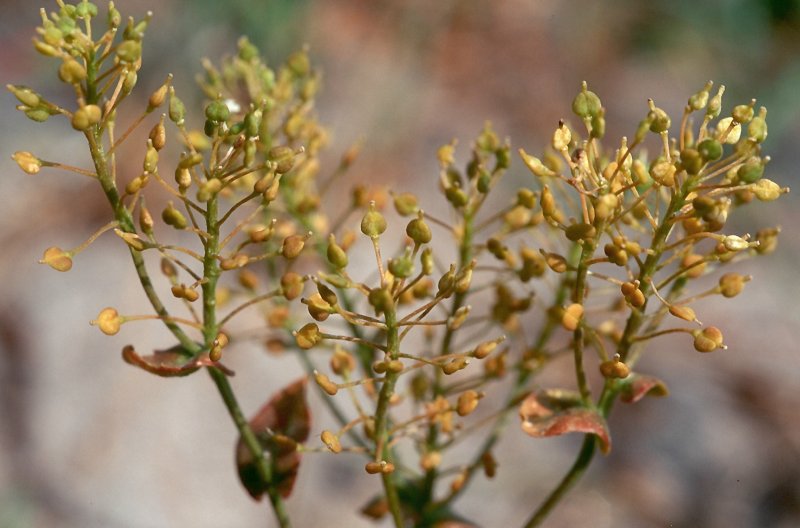Клоповник мусорный Lepidium ruderale l.