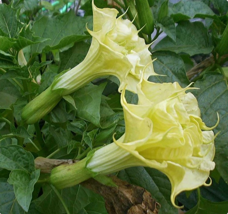 Датура (Datura)