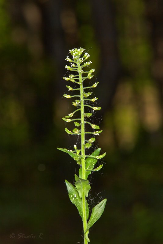 Cardaria Draba
