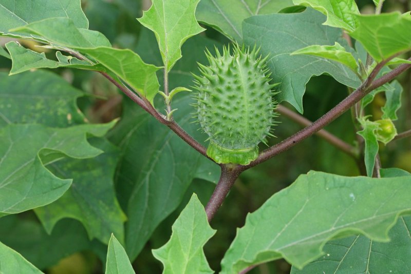 Дурман обыкновенный -- Datura stramonium l.