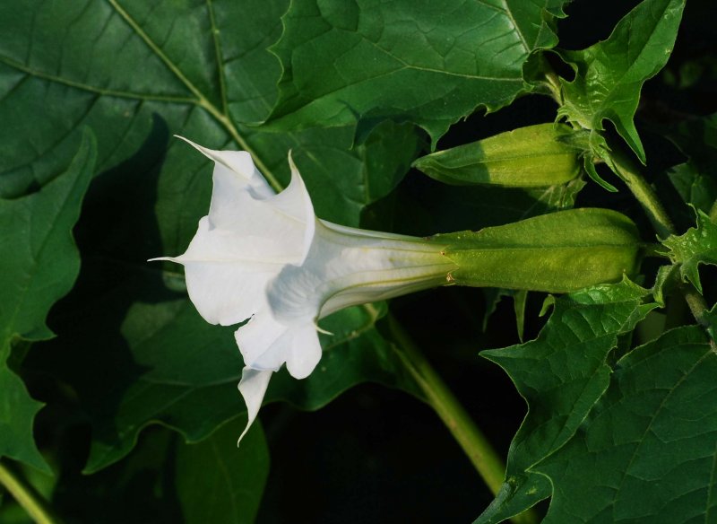 Datura stramonium – дурман обыкновенный