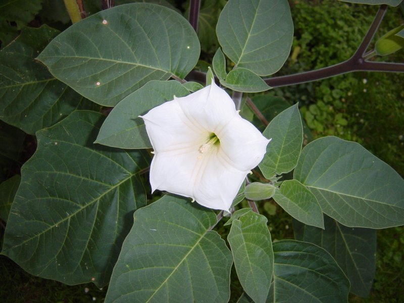 Дурман индийский Datura Metel