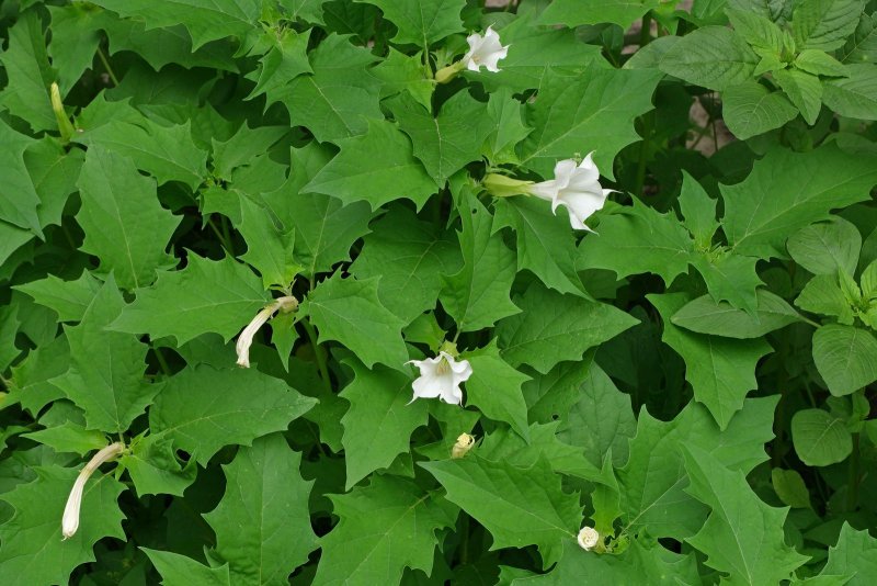 Datura stramonium – дурман обыкновенный